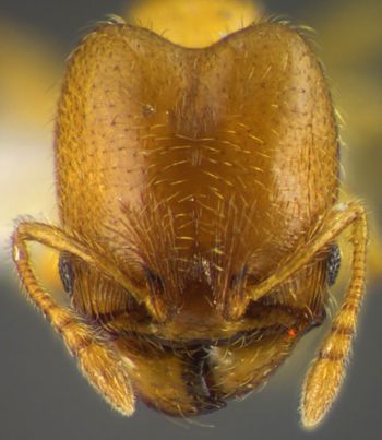 Media type: image;   Entomology 34340 Aspect: head frontal view